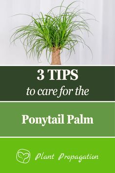 a potted plant with the title 3 tips to care for the ponytailtail palm