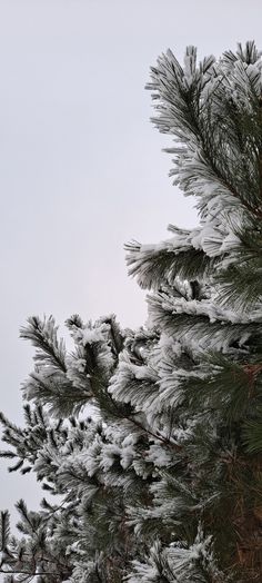 snow covered pine trees against a gray sky