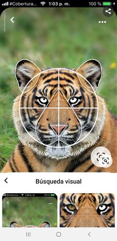 a tiger's face is shown with four squares in the middle