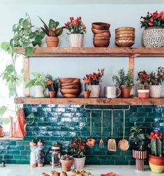 many potted plants are on the shelves in this kitchen