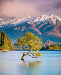 a lone tree sits in the middle of a lake with mountains in the background and snow - capped peaks