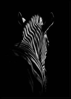 a black and white photo of a zebra in the dark