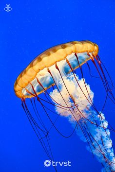 an orange and white jellyfish floating in the water