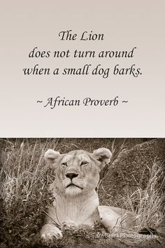 the lion does not turn around when a small dog barks african prove on black and white photograph