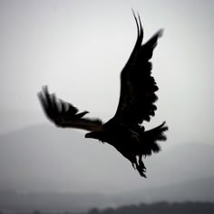 a large bird flying through the air with it's wings spread