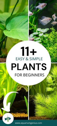 plants with text overlay that says 11 easy and simple plants for beginners