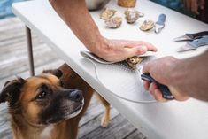 a dog is looking up at someone cutting something on a table