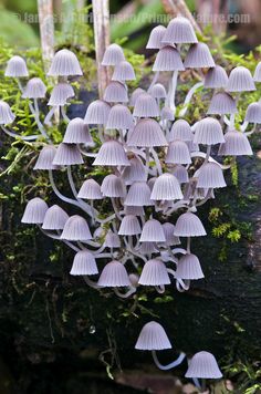 small white mushrooms growing on a mossy log