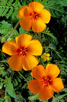 three orange flowers with green leaves in the foreground and one yellow flower on the right