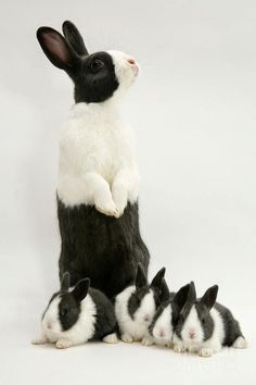 a black and white rabbit standing on its hind legs with four other rabbits in front of it