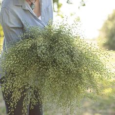 a woman holding a bush in her hands