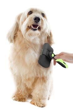 a dog holding a toothbrush in it's mouth while being petted by someone