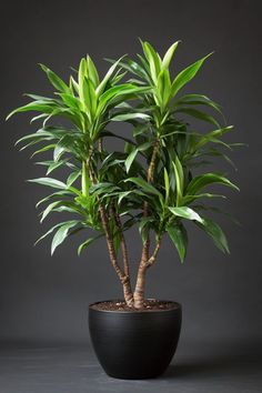 a potted plant with green leaves on a dark background, in front of a gray wall