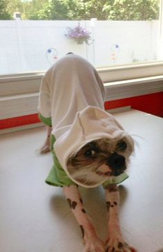 a small dog wearing a robe on top of a table