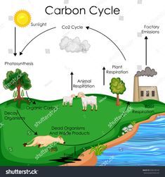 the carbon cycle is shown in this diagram, with animals and plants on an island