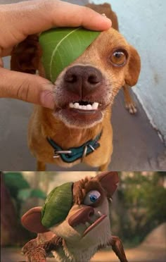 a dog holding a green leaf in its mouth and the caption that says, what do you mean?