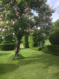 a tree in the middle of a lush green park