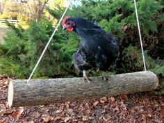 a black chicken standing on top of a log