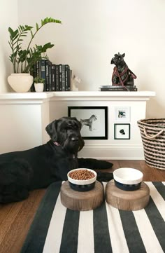 a large black dog laying on top of a wooden floor next to two bowls of food