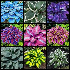 many different types of flowers are shown in this collage with the same color scheme