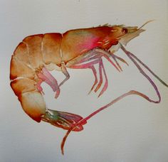 a watercolor painting of a shrimp on white paper