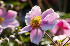 pink flowers with yellow stamens in the foreground