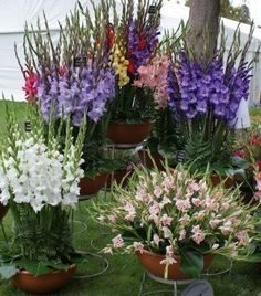 many different types of flowers in pots on the grass