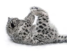 a snow leopard laying on its back with it's paws up in the air