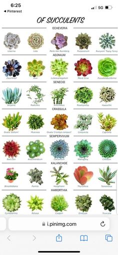 an iphone screen showing the different types of succulents in each plant species