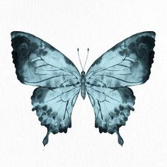 a watercolor painting of a blue butterfly on a white background with the wings open