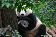 a panda bear sitting on top of a tree holding a piece of wood in it's hands