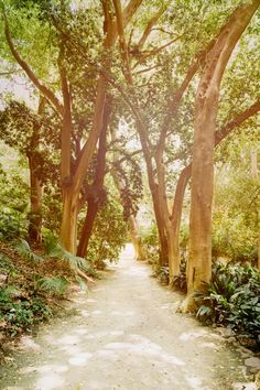 an old dirt road surrounded by trees and plants on both sides with sunlight shining through the leaves