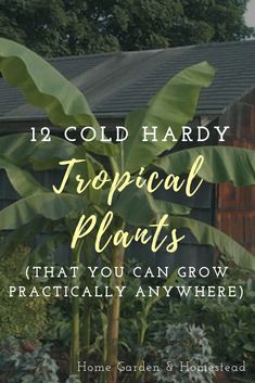 a plant with the words tropical plants that you can grow practically anywhere in front of it