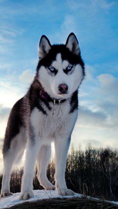 a husky dog standing on top of a snow covered ground with the sky in the background