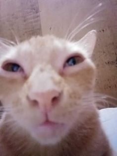 an orange and white cat looking at the camera