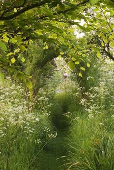 the path is surrounded by tall grass and trees, with white flowers on either side