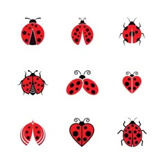 six ladybugs are shown in red and black on a white background, each with different designs