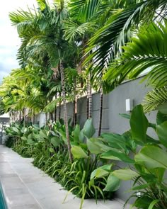 a row of palm trees next to a swimming pool