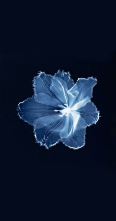 a blue flower is shown in the dark