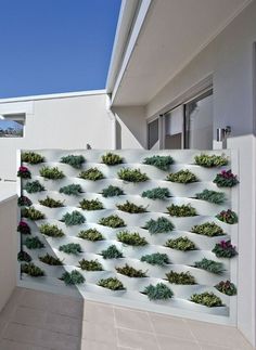 a white wall with plants growing on it