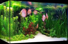 an aquarium filled with lots of green plants