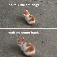 two pictures with one cat and the other saying, no talk me am angry wait no come back