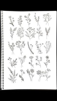 an open notebook with various plants drawn on it