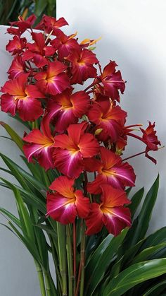 red and yellow flowers are in a vase