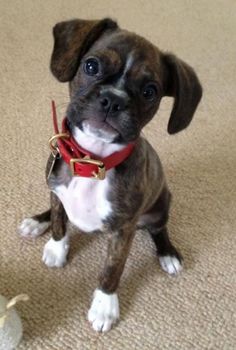 a small brown and white dog wearing a red collar