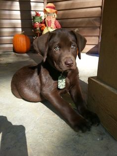 a brown dog laying on top of a cement floor next to a wooden door and pumpkins