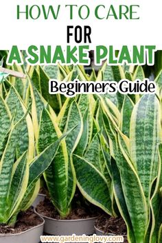 potted plants with text overlay how to care for asnake plant beginner's guide