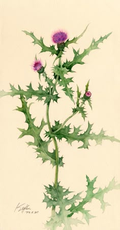 a drawing of a thistle plant with purple flowers