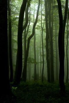 a forest filled with lots of tall trees covered in green leaves and foggy skies