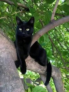 a black cat sitting on top of a tree branch